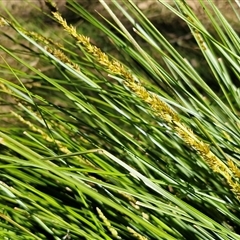 Carex appressa (Tall Sedge) at Kingsdale, NSW - 5 Sep 2025 by trevorpreston