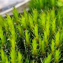 Unverified Moss, Liverwort or Hornwort at Kingsdale, NSW - 5 Sep 2025 by trevorpreston
