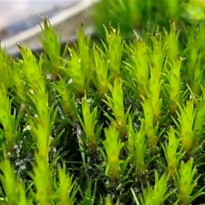 Unverified Moss, Liverwort or Hornwort at Kingsdale, NSW - 5 Sep 2025 by trevorpreston