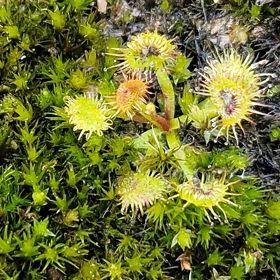 Drosera (genus) (A Sundew) at Kingsdale, NSW - 5 Sep 2025 by trevorpreston