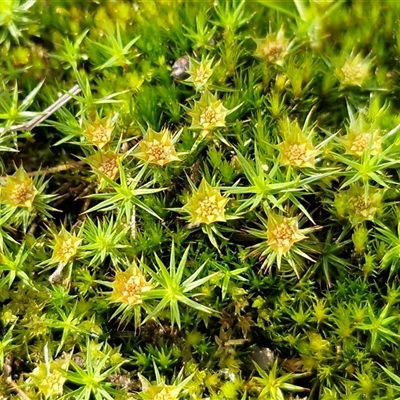 Polytrichaceae sp. (family) at Kingsdale, NSW - 5 Sep 2025 by trevorpreston
