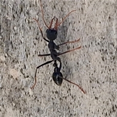 Myrmecia sp. (genus) (Bull ant or Jack Jumper) at Kingsdale, NSW - 5 Sep 2025 by trevorpreston