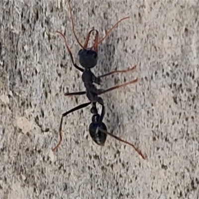 Myrmecia sp. (genus) (Bull ant or Jack Jumper) at Kingsdale, NSW - 5 Sep 2025 by trevorpreston