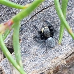 Salticidae sp. 'Golden palps' (Unidentified jumping spider) at Kingsdale, NSW - 5 Sep 2025 by trevorpreston