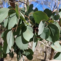 Eucalyptus polyanthemos subsp. polyanthemos (Red Box) at Kingsdale, NSW - 5 Sep 2025 by trevorpreston