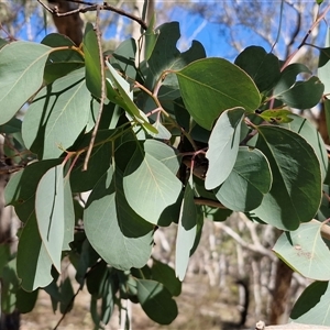 Eucalyptus polyanthemos subsp. polyanthemos (Red Box) at Kingsdale, NSW - 5 Sep 2025 by trevorpreston