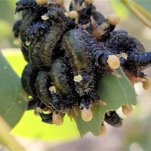 Perginae sp. (subfamily) (Unidentified pergine sawfly) at Kingsdale, NSW - 5 Sep 2025 by trevorpreston