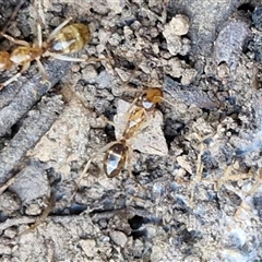 Camponotus claripes (Pale-legged sugar ant) at Kingsdale, NSW - 5 Sep 2025 by trevorpreston