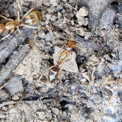 Camponotus claripes (Pale-legged sugar ant) at Kingsdale, NSW - 5 Sep 2025 by trevorpreston