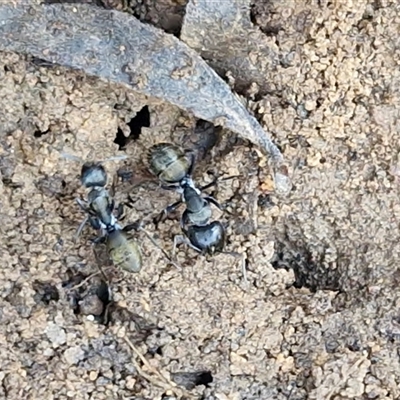 Camponotus aeneopilosus (A Golden-tailed sugar ant) at Kingsdale, NSW - 5 Sep 2025 by trevorpreston