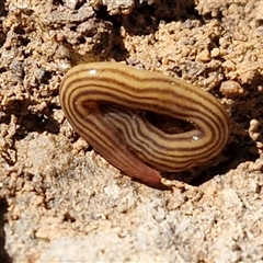 Fletchamia quinquelineata (Five-striped flatworm) at Kingsdale, NSW - 5 Sep 2025 by trevorpreston