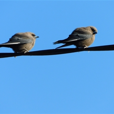 Artamus cyanopterus (Dusky Woodswallow) at Symonston, ACT - 4 Sep 2025 by CallumBraeRuralProperty