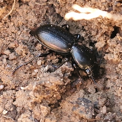 Unverified Carab beetle (Carabidae) at Kingsdale, NSW - 5 Sep 2025 by trevorpreston