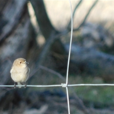 Petroica phoenicea (Flame Robin) at Symonston, ACT - 4 Sep 2025 by CallumBraeRuralProperty