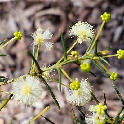 Acacia genistifolia (Early Wattle) at Kingsdale, NSW - 5 Sep 2025 by trevorpreston