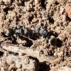 Polyrhachis sp. (genus) (A spiny ant) at Kingsdale, NSW - 5 Sep 2025 by trevorpreston