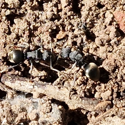 Polyrhachis sp. (genus) (A spiny ant) at Kingsdale, NSW - 5 Sep 2025 by trevorpreston