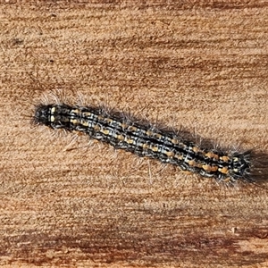 Lithosiini (IMMATURE) (A Footman or Lichen moth (Lithosiini)) at Kingsdale, NSW - 5 Sep 2025 by trevorpreston