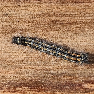 Lithosiini (IMMATURE) (A Footman or Lichen moth (Lithosiini)) at Kingsdale, NSW - 5 Sep 2025 by trevorpreston