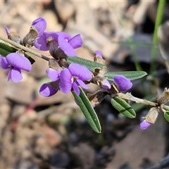 Hovea heterophylla (Common Hovea) at Kingsdale, NSW - 5 Sep 2025 by trevorpreston