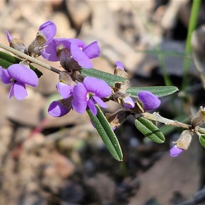 Hovea heterophylla (Common Hovea) at Kingsdale, NSW - 5 Sep 2025 by trevorpreston