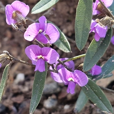 Hovea heterophylla (Common Hovea) at Kingsdale, NSW - 5 Sep 2025 by trevorpreston
