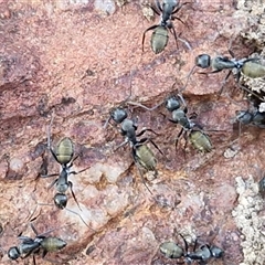 Camponotus aeneopilosus (A Golden-tailed sugar ant) at Kingsdale, NSW - 5 Sep 2025 by trevorpreston