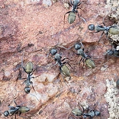 Camponotus aeneopilosus (A Golden-tailed sugar ant) at Kingsdale, NSW - 5 Sep 2025 by trevorpreston