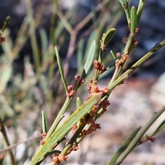 Daviesia leptophylla (Slender Bitter Pea) at Kingsdale, NSW - 5 Sep 2025 by trevorpreston