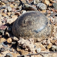 Pisolithus marmoratus (Horse Dung Fungus) at Kingsdale, NSW - 5 Sep 2025 by trevorpreston