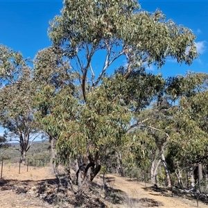 Eucalyptus goniocalyx (Bundy Box) at Kingsdale, NSW - 5 Sep 2025 by trevorpreston