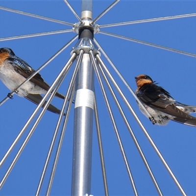 Hirundo neoxena (Welcome Swallow) at Yass River, NSW - 5 Sep 2025 by SenexRugosus