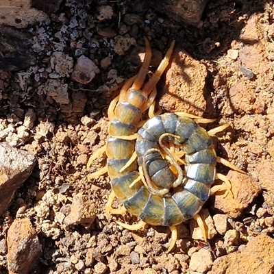 Ethmostigmus rubripes at Kingsdale, NSW - 5 Sep 2025 by trevorpreston
