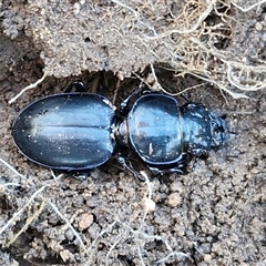 Unverified Darkling beetle (Tenebrionidae) at Kingsdale, NSW - 5 Sep 2025 by trevorpreston