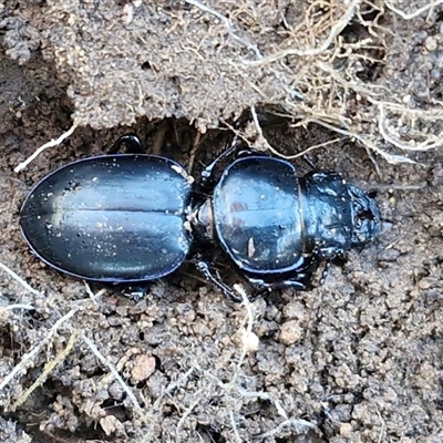 Unverified Darkling beetle (Tenebrionidae) at Kingsdale, NSW - 5 Sep 2025 by trevorpreston