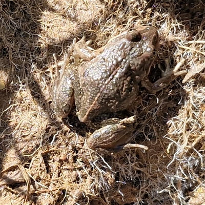 Limnodynastes tasmaniensis (Spotted Grass Frog) at Kingsdale, NSW - 5 Sep 2025 by trevorpreston
