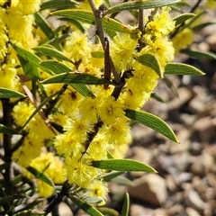 Acacia lanigera var. lanigera (Woolly Wattle, Hairy Wattle) at Kingsdale, NSW - 5 Sep 2025 by trevorpreston