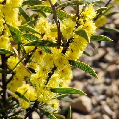 Acacia lanigera var. lanigera (Woolly Wattle, Hairy Wattle) at Kingsdale, NSW - 5 Sep 2025 by trevorpreston