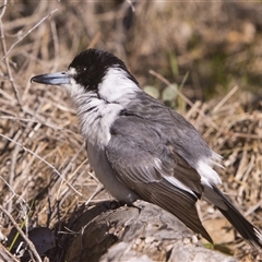Cracticus torquatus (Grey Butcherbird) at Hawker, ACT - 5 Sep 2025 by PeteRav