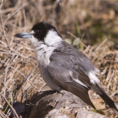 Cracticus torquatus (Grey Butcherbird) at Hawker, ACT - 5 Sep 2025 by PeteRav