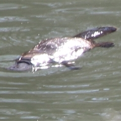 Ornithorhynchus anatinus (Platypus) at Cooma, NSW - 5 Sep 2025 by mahargiani