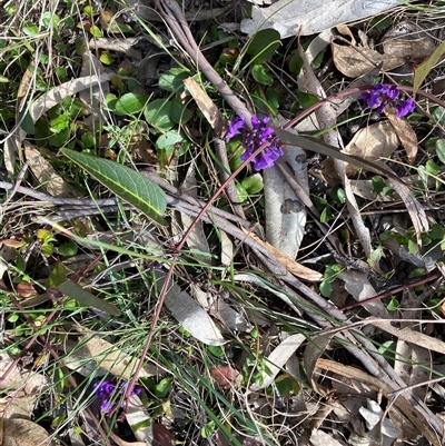 Hardenbergia violacea (False Sarsaparilla) at Canyonleigh, NSW - 5 Sep 2025 by blacksheep