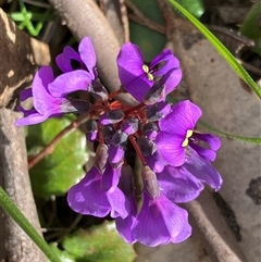 Hardenbergia violacea at Canyonleigh, NSW - 5 Sep 2025 03:26 PM