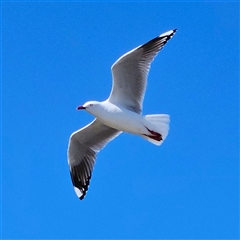 Chroicocephalus novaehollandiae (Silver Gull) at Batemans Bay, NSW - 5 Sep 2025 by MatthewFrawley