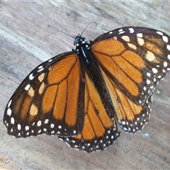 Danaus plexippus (Monarch) at Copmanhurst, NSW - 7 Jul 2025 by MazzV