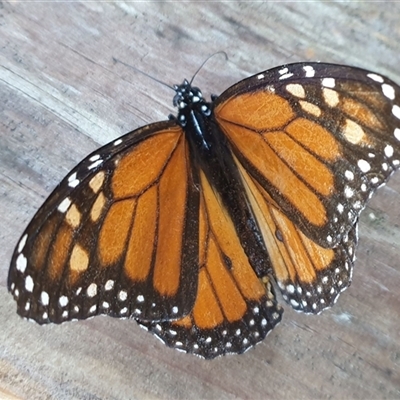 Danaus plexippus (Monarch) at Copmanhurst, NSW - 7 Jul 2025 by MazzV