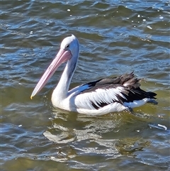 Pelecanus conspicillatus (Australian Pelican) at Batemans Bay, NSW - 5 Sep 2025 by MatthewFrawley