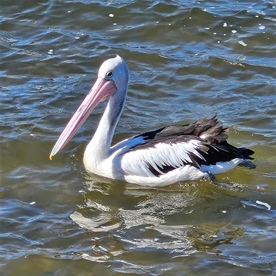 Pelecanus conspicillatus (Australian Pelican) at Batemans Bay, NSW - 5 Sep 2025 by MatthewFrawley