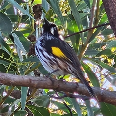 Phylidonyris novaehollandiae (New Holland Honeyeater) at Narooma, NSW - 5 Sep 2025 by MatthewFrawley
