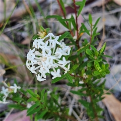 Pimelea linifolia subsp. linifolia (Queen of the Bush, Slender Rice-flower) at Narooma, NSW - 5 Sep 2025 by MatthewFrawley